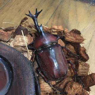 7/21採取カブトムシオス　ノコギリクワガタ等の画像