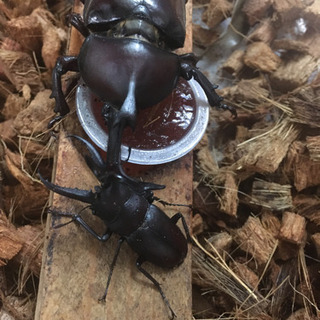 7/21採取カブトムシオス　ノコギリクワガタ等の画像