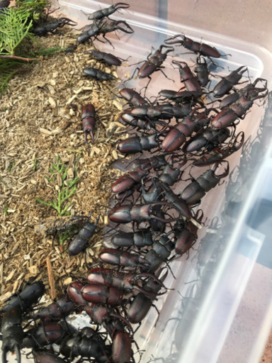 ノコギリクワガタ  夏祭りに！  イベントに！  40ペア