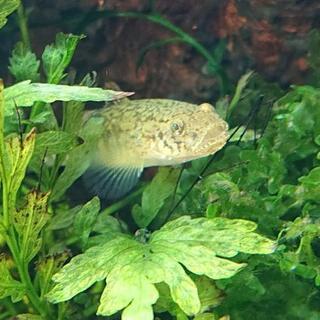 ヨシノボリ(日淡アクアリウム)