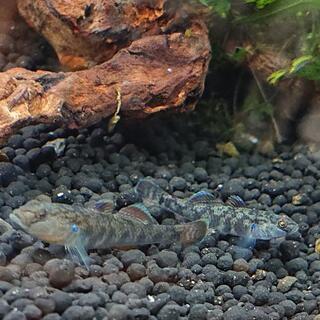 ヨシノボリ(日淡アクアリウム)の画像