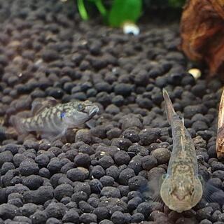 ヨシノボリ(日淡アクアリウム)の画像