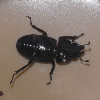 チビクワガタ（禿鍬形虫=かむろくわがたむし）
