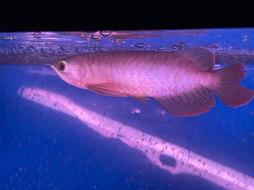 大型魚、アロワナ