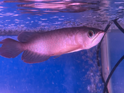 大型魚、アロワナ