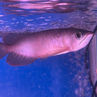 大型魚、アロワナの画像