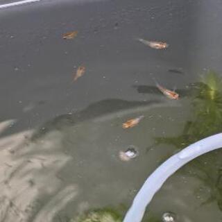 三色錦メダカ（ダルマ体型）稚魚5匹  取引中