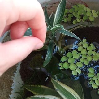 ミックスめだか 稚魚 成魚 卵