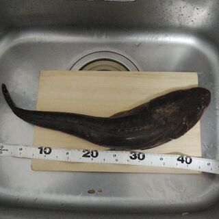 釣り行こうよ！