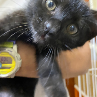 黒猫男の子生後約2ヶ月　