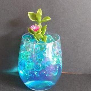 水栽培