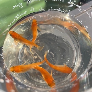 メダカ成魚　楊貴妃　みゆきフルボディの画像