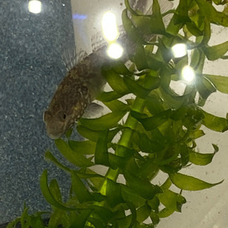 ヨシノボリ　1匹　150円