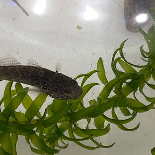 ヨシノボリ　1匹　150円の画像