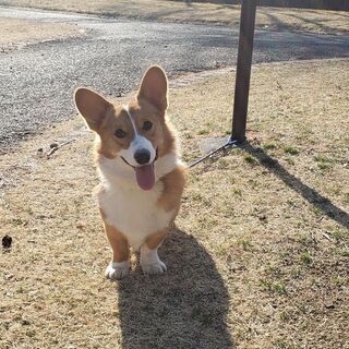 コーギー