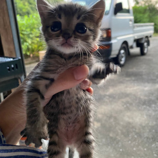 募集終了　子猫　キジトラ　2匹　メス　オス　生後1か月ほど　