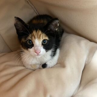 ユニークな柄！愛嬌ある三毛猫ミミちゃん！
