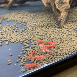 レッドチェリーシュリンプ🦐