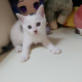 子猫里親募集