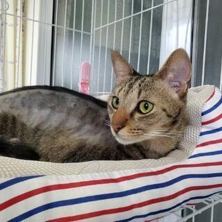 猫ちゃん好きなボランティアさん募集！ - 名鉄岐阜