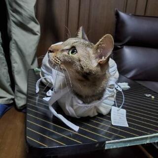 猫ちゃん好きなボランティアさん募集！ - ボランティア