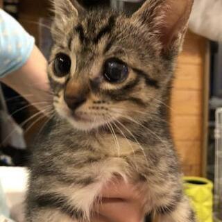 猫ちゃん好きなボランティアさん募集！ − 岐阜県