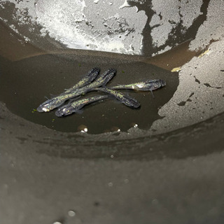 黒ラメ若魚