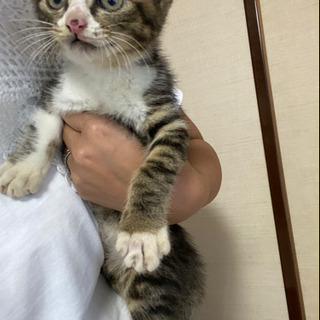 小さな猫
