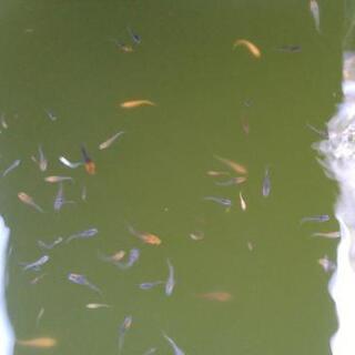 煌　未選別稚魚　15匹　メダカ
