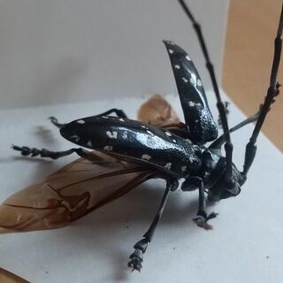 クワガタ＆カミキリセット【標本】の画像