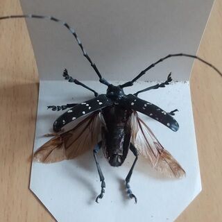 クワガタ＆カミキリセット【標本】の画像