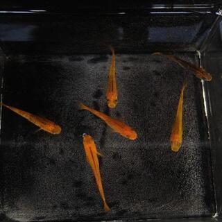 華蓮　未選別稚魚　15匹　メダカ