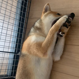 【停止】とてもフレンドリーな柴犬