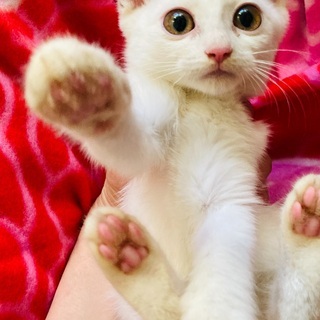 素晴らしいご縁になりました！！⭐️母猫が誘導した子猫たち　珍しい...