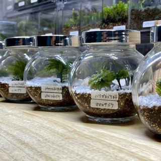 苔テラリウム　苔コレクション各種
