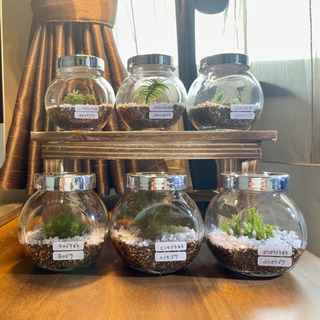 苔テラリウム　苔コレクション各種の画像