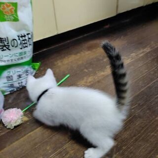 シッポだけキジの白キジ子猫２ヶ月位譲渡決定 - 猫