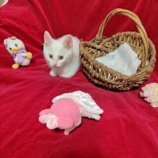 シッポだけキジの白キジ子猫２ヶ月位譲渡決定 - 三郷市