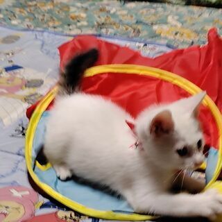 シッポだけキジの白キジ子猫２ヶ月位譲渡決定 − 埼玉県