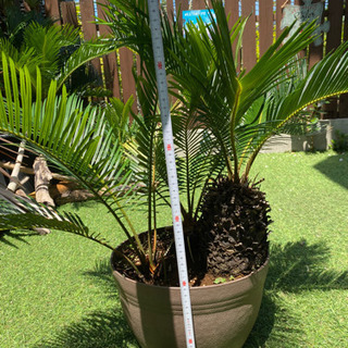 南国リゾート風】ソテツ