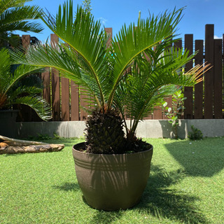 南国リゾート風】ソテツ