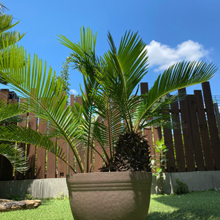 南国リゾート風】ソテツ