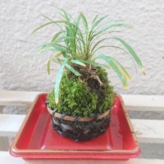 [取引中]苔玉🌿竜のひげ 籠入り