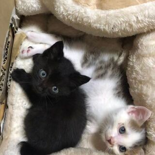 仔猫保護、里親さん募集（白茶ブチと黒）