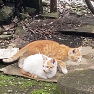家族になってくださる方へ