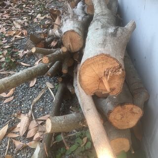 薪材🌳マテバシイ🌳BBQ/キャンプ