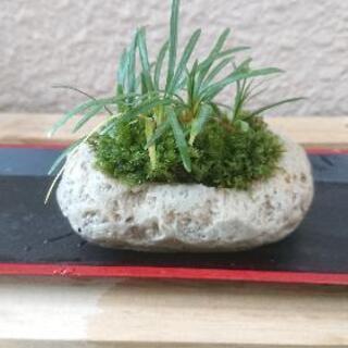 苔玉💚 竜のひげ🌿軽石