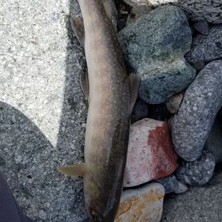 明日7月23日渓流釣りに一緒に行ってくれる人