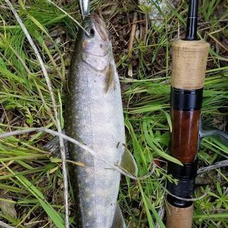 明日7月23日渓流釣りに一緒に行ってくれる人 - 上伊那郡