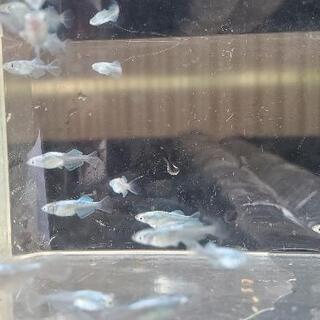 メダカ稚魚(ドラコンブルー)の画像